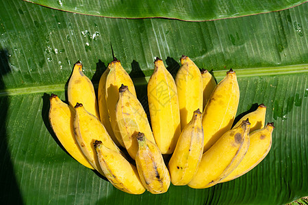绿色香蕉叶上有一枝多汁的黄香蕉 果实丰盛的水果植物饮食皮肤花园森林收成营养农业叶子热带图片