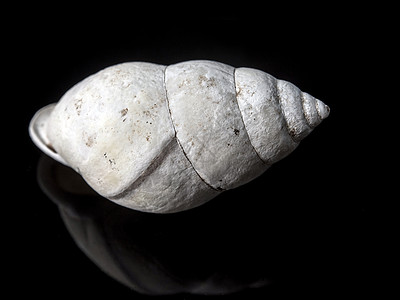 黑色和白色蜗牛壳化石动物黑色贝类螺旋生物学化石土地白色背景
