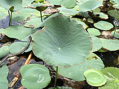 池塘中的水百合 小池塘中的水百合丰盛公园植物群植物树叶荷叶植物学叶子软垫荷花风景图片