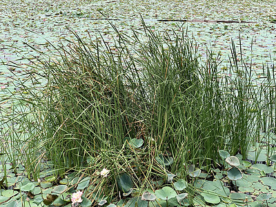 在农田种植的绿色作物 农耕花园农业苔藓草地乡村画幅蓝色食物粮食天空图片