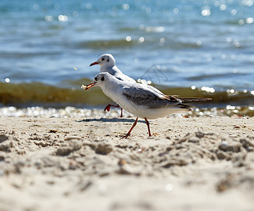 黑海沙滩上的海鸥 在夏天的日子里海岸野生动物天空翅膀生活羽毛白色荒野海鸟动物图片