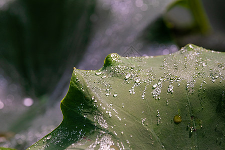 莲叶上的水滴微距想像力叶子环境生长环境保护晴天植物环境问题主题图片