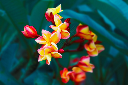 粉红黄白花 全盛开花和绿花图片