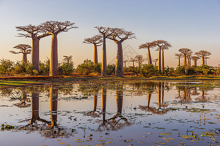 在马达加斯加的Babobab街上 日落时美丽的Baobab树异国情调旅行植物群目的地环境大街小巷太阳全景图片