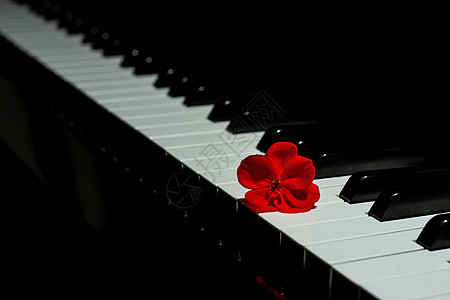 红宝石花的钢琴图片