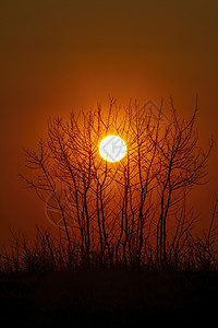 美丽的夕阳与树影公园天空太阳国家荒野晴天日出风景植物季节图片