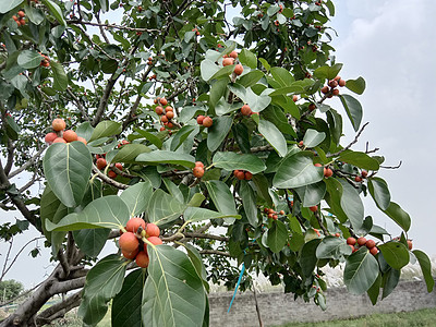 带绿树的红彩花植物群叶子红色绿色橙子雏菊花园洋甘菊季节美景图片