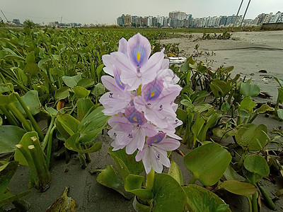 粉红色彩色美丽的花朵叶子洋甘菊植物自然植物群美景季节粉色红色农场图片