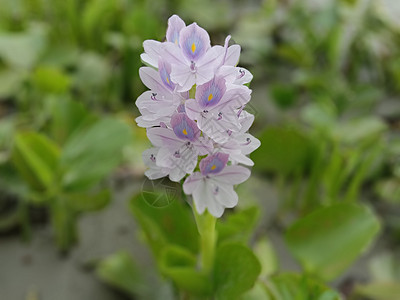 粉红色彩色美丽的花朵美景场地自然雏菊粉色洋甘菊红色农场植物植物群图片