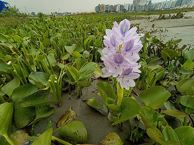 粉红色彩色美丽的花朵自然季节叶子雏菊植物植物群场地花盆红色花园图片