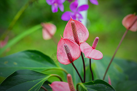 美丽的土豆花花叶子花瓣花束异国火烈鸟热带宏观植物学植物公园图片