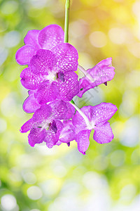 美丽的粉红色兰花粉色花园叶子植物热带花瓣白色下雨异国花朵图片