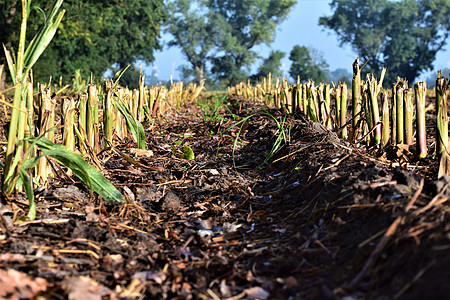 收割玉米田 作为与本底树木的接头地球地面季节农场阳光晴天农业棕色农村绿色图片