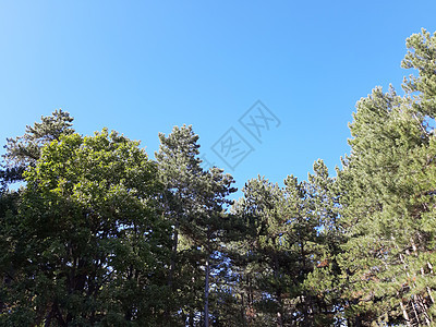 背景中的树木和蓝天空草地晴天农村季节场景土地植物森林地平线叶子图片