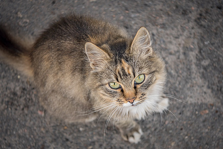 一只美丽的毛绒猫 宠物的照片小猫马路孤独调色城市光线摄影动物混种宏观图片