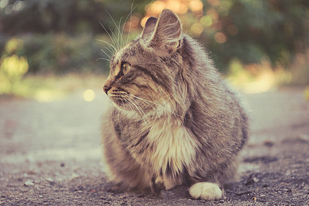 一只美丽的毛绒猫 宠物的照片胡子成人街道摄影沥青荒野太阳调色混种小猫图片