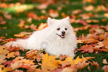秋叶时可爱的白色喷口水狗哺乳动物朋友幸福森林犬类小狗树叶公园宠物乐趣图片