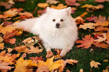 秋叶时可爱的白色喷口水狗橙子犬类哺乳动物叶子幸福花园森林朋友毛皮动物图片