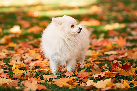 秋叶时可爱的白色喷口水狗犬类动物树叶叶子宠物幸福公园橙子小狗森林图片