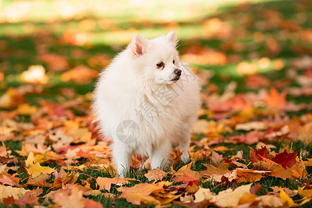 秋叶时可爱的白色喷口水狗公园宠物叶子犬类树叶橙子动物毛皮哺乳动物森林图片