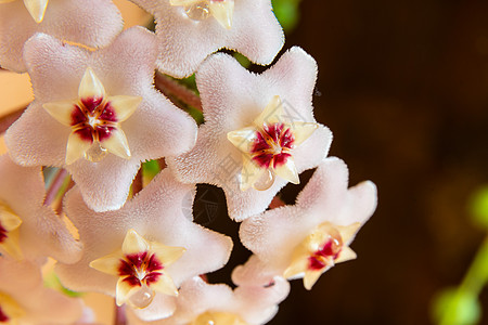 或 Waxplant 花的宏观植物学花园萝卜星星瓷花小花植物蜡花花瓣叶子图片