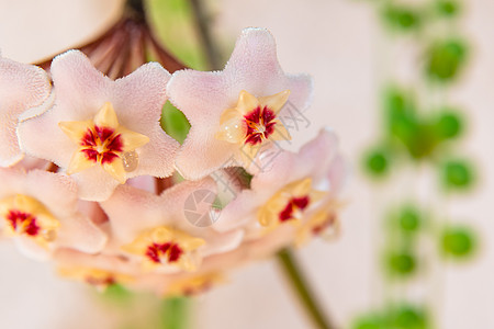 或 Waxplant 花的宏观花园花瓣瓷花香水萝卜星形植物学植物天鹅绒蜡花图片