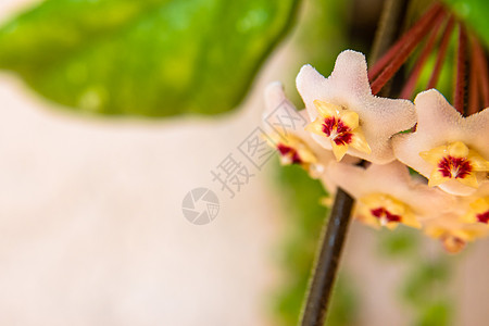 或 Waxplant 花的宏观瓷花星星萝卜花瓣天鹅绒叶子植物小花花园肉桂图片