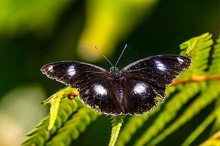 蛋蝇蝴蝶有白斑的黑色图片