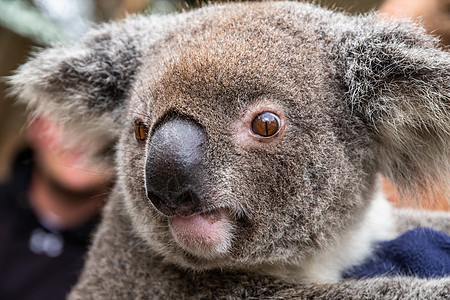 近距离接近澳洲的考拉(Koala)图片