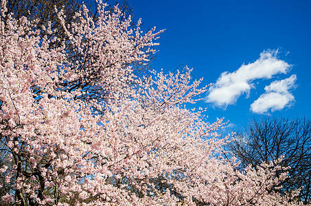 美国纽约中央公园樱花盛开 美州纽约草地植物城市天空生长旅行市中心晴天景观公园图片