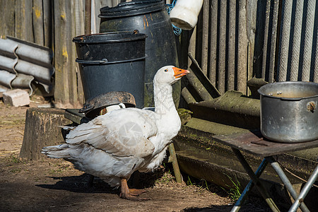 在户外自然界的白鹅脚下村庄农场鸭子脖子家禽动物白色院子荒野宠物图片