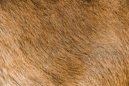 山羊棕皮底皮皮天然纹理图片