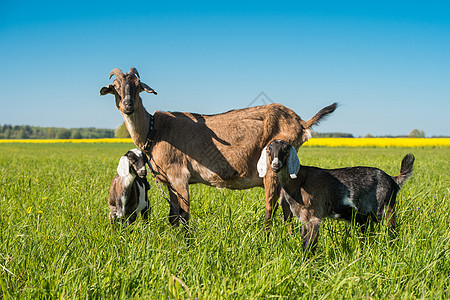 两只小山羊和妈妈在绿草坪上图片