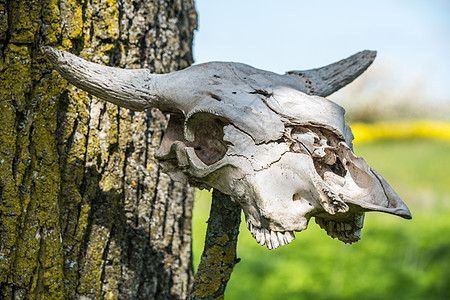山牛头骨挂在木头上荒野颅骨喇叭死亡环境森林骨头天空骨骼牛角图片
