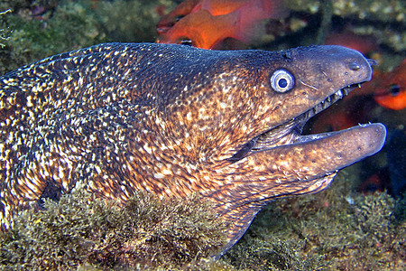 西班牙自然公园地中海Moray鳗鱼动物潜艇海洋生物栖息地生态野生动物生物学多样性环境图片