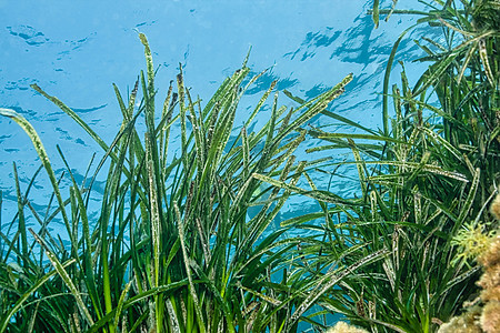 自然公园 西班牙生态生物学生物潜水海洋自然公园野生动物环境潜艇动物群图片