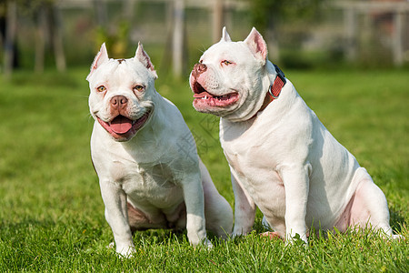 两只美国大牛小狗狗正坐着舌头苗圃警卫宠物草地场地小狗斗牛犬身体犬类图片