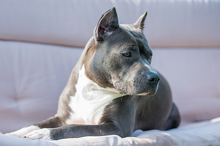 美国史塔福德郡特瑞尔狗宠物肌肉斑点女性小狗职员动物沙发猎犬公园图片