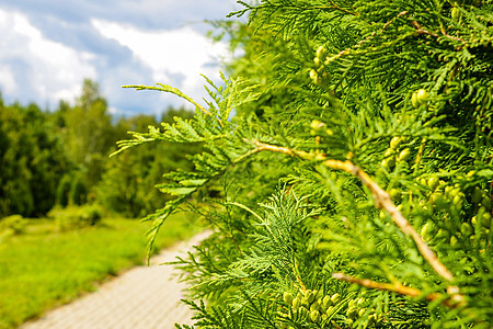 美丽的公园 绿色的Thuja 自然照片季节灌木花园森林植物群环境崖柏叶子树叶衬套图片