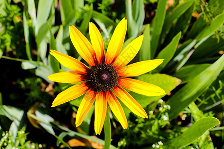 黑眼睛的苏珊鲁德贝克亚花朵 在花床上花瓣动物花园昆虫蜜蜂眼睛植物群花粉园艺雏菊图片