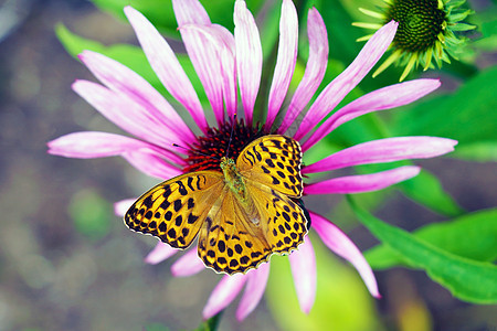 蝴蝶在夏日授粉花朵 柔软的背景橙子漏洞翅膀花园摄影鳞翅目野生动物君主草地触角图片