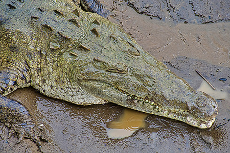 美洲鳄鱼 哥斯大黎加克罗科迪勒斯切口脊椎动物鳄属绿色生态旅游栖息地动物学历史森林生态荒野图片