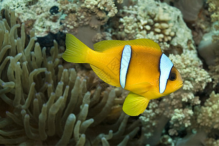 红海鳕鱼 双带的阿内莫尼鱼 红海 埃及双胞胎生物海洋热带野生动物海洋生物潜艇动物学栖息地珊瑚图片