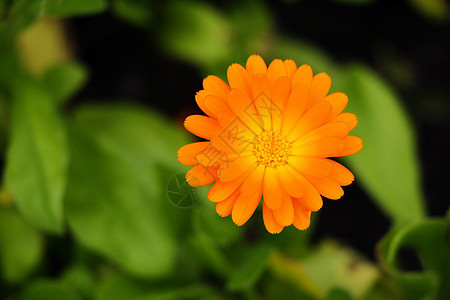 淡薄的夏天背景 生长着花朵卡伦杜拉 马里戈德图片