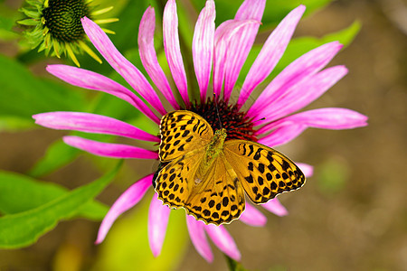 蝴蝶在夏日授粉花朵 柔软的背景花粉翅膀橙子花蜜君主昆虫花园脆弱性野生动物动物图片