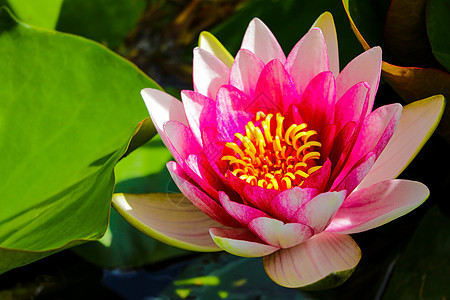 粉色莲花或水百合花 在池塘上开花百合美德花朵植物花园荷花宗教植物群叶子静脉图片