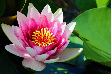 粉色莲花或水百合花 在池塘上开花花瓣植物群寺庙百合热带旅行荷花艺术植物学叶子图片