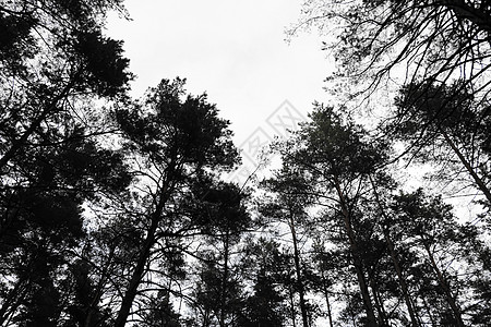 黑色和白色看着松树的尖点 黑色白相片背景