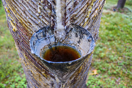 松树树液 以获得松树脂木头金子森林琥珀色材料针叶植物橙子太阳化石图片