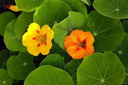 明亮的橙色子在乡村花园中开花植物群蔬菜花瓣园艺剪裁生长爬行者雕刻手指叶子图片